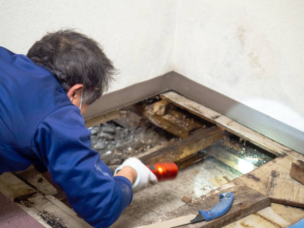 Best Emergency Mold Remediation in Dos Palos, CA