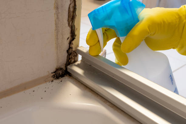 Best Preventive Mold Services in Dos Palos, CA