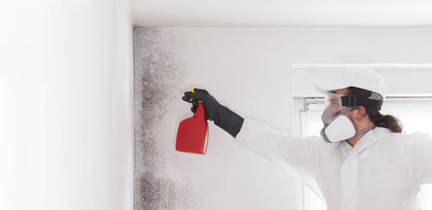 Trusted Dos Palos, CA Mold Remediation Experts