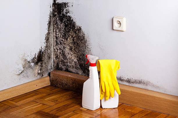 Best DIY Mold Remediation Support Services in Dos Palos, CA