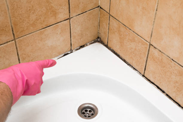 Reliable Dos Palos, CA Mold Remediation Solutions